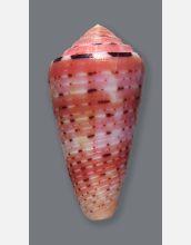 Cone snail species <em>Conus aurisiacus</em>