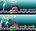 Illustration showing auxin binding to TIR1; in presence of auxin, plant growth genes are turned on.