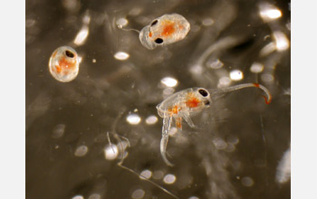 Photo of porcelain crabs just before and after hatching.