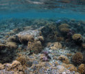 Photo of a coral reef.