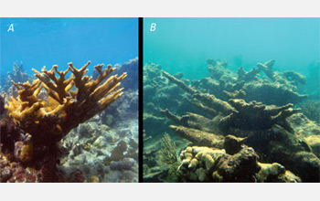 Photos of a healthy coral reef on left and a coral reef degraded by acid waters on right.