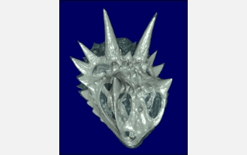 3D head scan of Texas horned lizard showing clear skin and solid bone