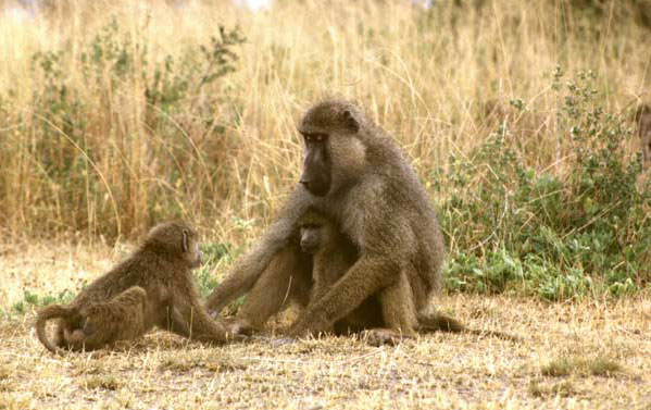 photo of adult and two juvenile baboons