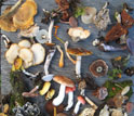 A selection of fungi displayed on a table