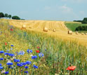 wheat field with rolls of hey and poppies