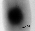 a cell of the magnetotactic bacterium BW-1.