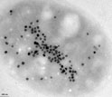 greigite-containing magnetotactic bacterium from Badwater Basin, Death Valley.