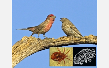 A mated pair of house finches (Carpodacus mexicanus) and the mites that infest their nests