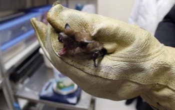 bat held in a gloved hand