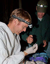 Photo of scientist Marm Kilpatrick holding a little brown bat with another researcher in background.