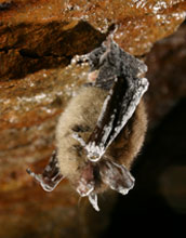 Photo of a northern long-eared bat infected with fungus hibernating in a New York state mine.