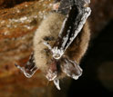 Photo of a northern long-eared bat infected with fungus hibernating in a New York state mine.