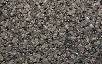 Photo of highly social Indiana bats in a mine in New York state.