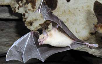 Photo of a nectar-feeding displaying its long tongue.