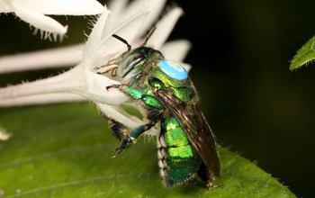 Euglossine bees, shown here, are common pollinators of spiral ginger plants in the Neotropics.