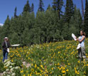 Researchers sample bumble bees in a subalpine meadow in Colorado.