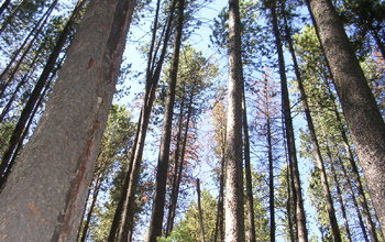 Photo of a lodgepole pine forest.