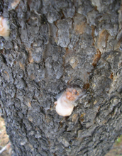 Photo of a beetle infestation site on a lodgepole pine.