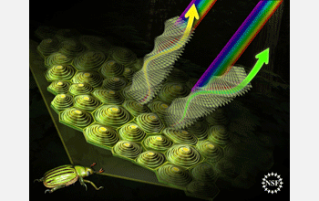 The structure of jewel beetle cells results in striking colors as light hits them from angles