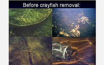 Four underwater scenes with text, before crayfish removal