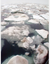 Arctic ice conditions have major impacts on sea creatures and those who subsist on them.