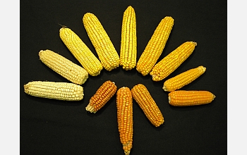 Corn used in studies of genetic factors associated with levels of vitamin A precursors in corn.
