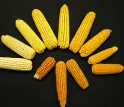 Corn used in studies of genetic factors associated with levels of vitamin A precursors in corn.