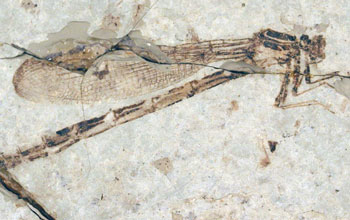 Fossilized damselfly from the 34-million-year-old Florissant Formation of Colorado.