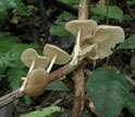 Photo of Marasmius, a fungus in the tropical rainforest of Belize.