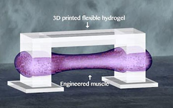 Illustration of engineered muscle and 3D printed flexible hydrogel