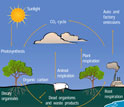 Illustration showing the carbon dioxide cycle.