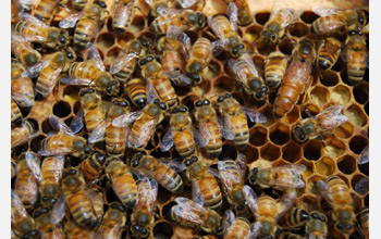 Photo of honeybee workers and their queen buzzing on a bee hive.