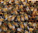 Photo of honeybee workers and their queen buzzing on a bee hive.