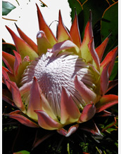 Photo of the giant, colorful bloom of a Protea flower.
