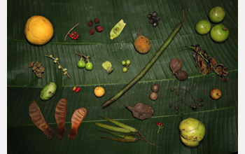 Photo of seeds collected in a plot in Huai Kha Kheng, Thailand.