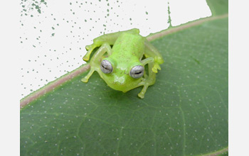 Photo of a new species of stream frog at the Yanayacu Biological Station in the Ecuadorian Andes.