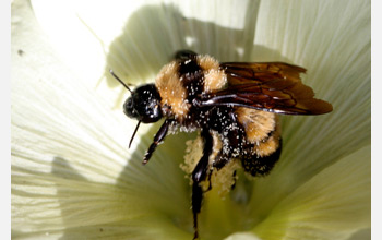 Photo of a bumble bee on a flower.