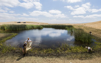 Scientists searching a pond