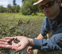 Biologist Pieter Johnson holding snails in his hand