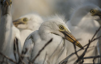 herons and egrets