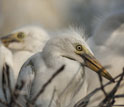 herons and egrets