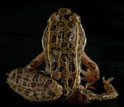 A northern leopard frog with deformed limbs from a parasite infection.