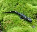 Adult spotted salamander