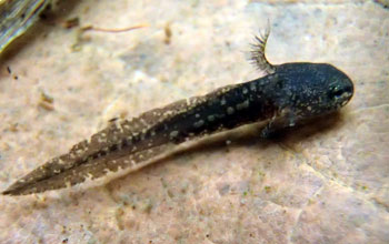 Marbled salamander larva, patrolling the leaf litter in an ephemeral pond.