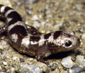 Marbled salamanders in a temporary pond