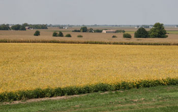 row crops in the midwestern United States in early autumn.