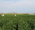 Photo of the Soybean Free Air Concentration Enrichment.