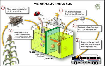 In a a microbial electrolysis cell, bacteria break up fermented plant waste to form hydrogen