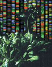 the plant Arabidopsis thaliana and background representing DNA sequence