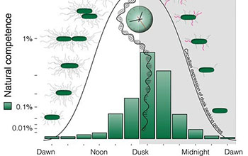 graph of the internal biological clock aligned with the external environment